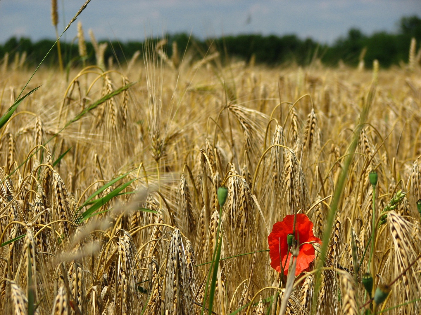 The Role of Agri-Tourism in Promoting Sustainable Farming