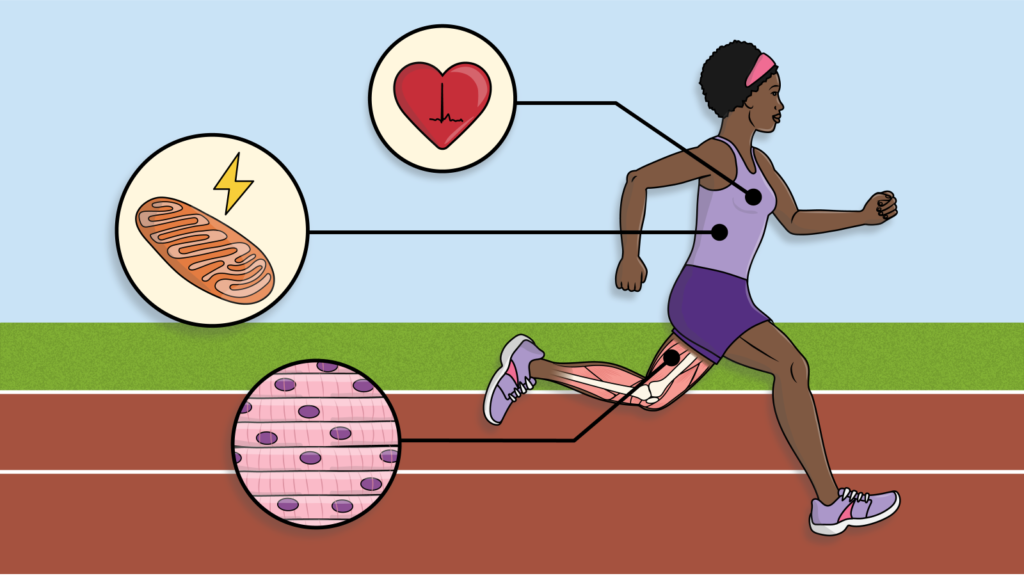The Science Behind Elite Athletic Performance