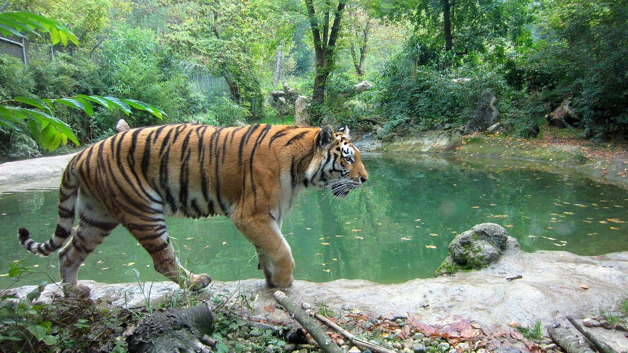Chitwan Jungle Safari