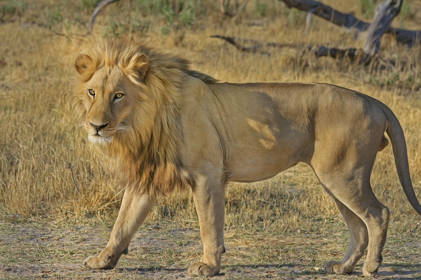 Jungle Safari in Africa