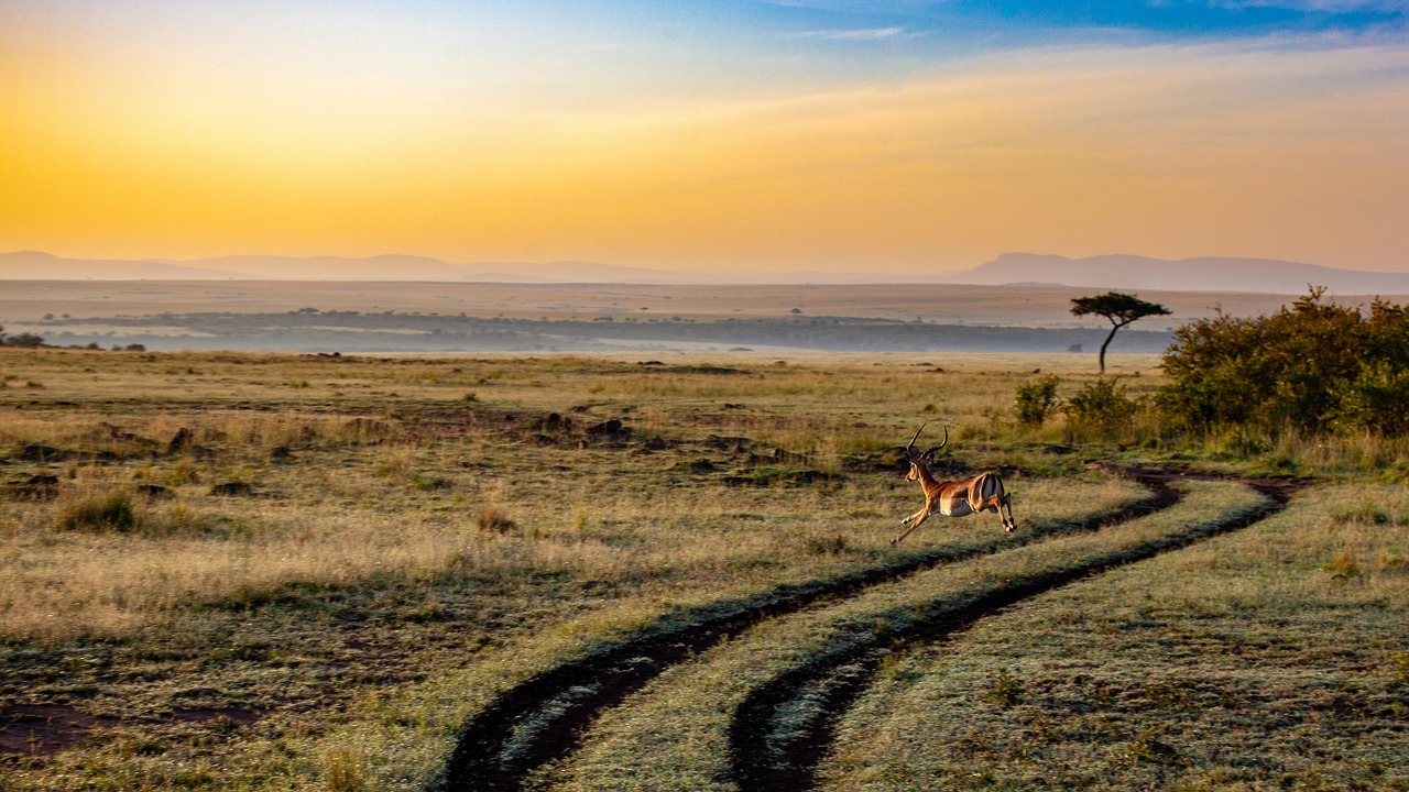 Wildlife Safari in Kenya: What to Expect and Where to Go
