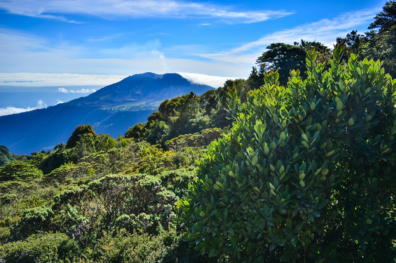 Birdwatching in Costa Rica: Paradise for Nature Lovers