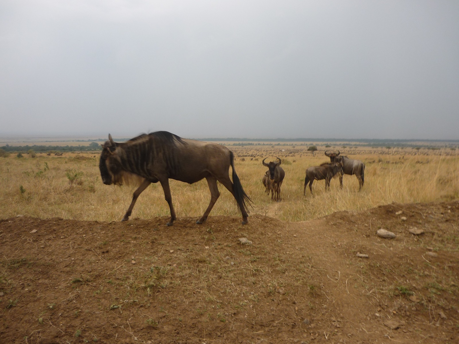 Masai Mara Wildlife Safari
