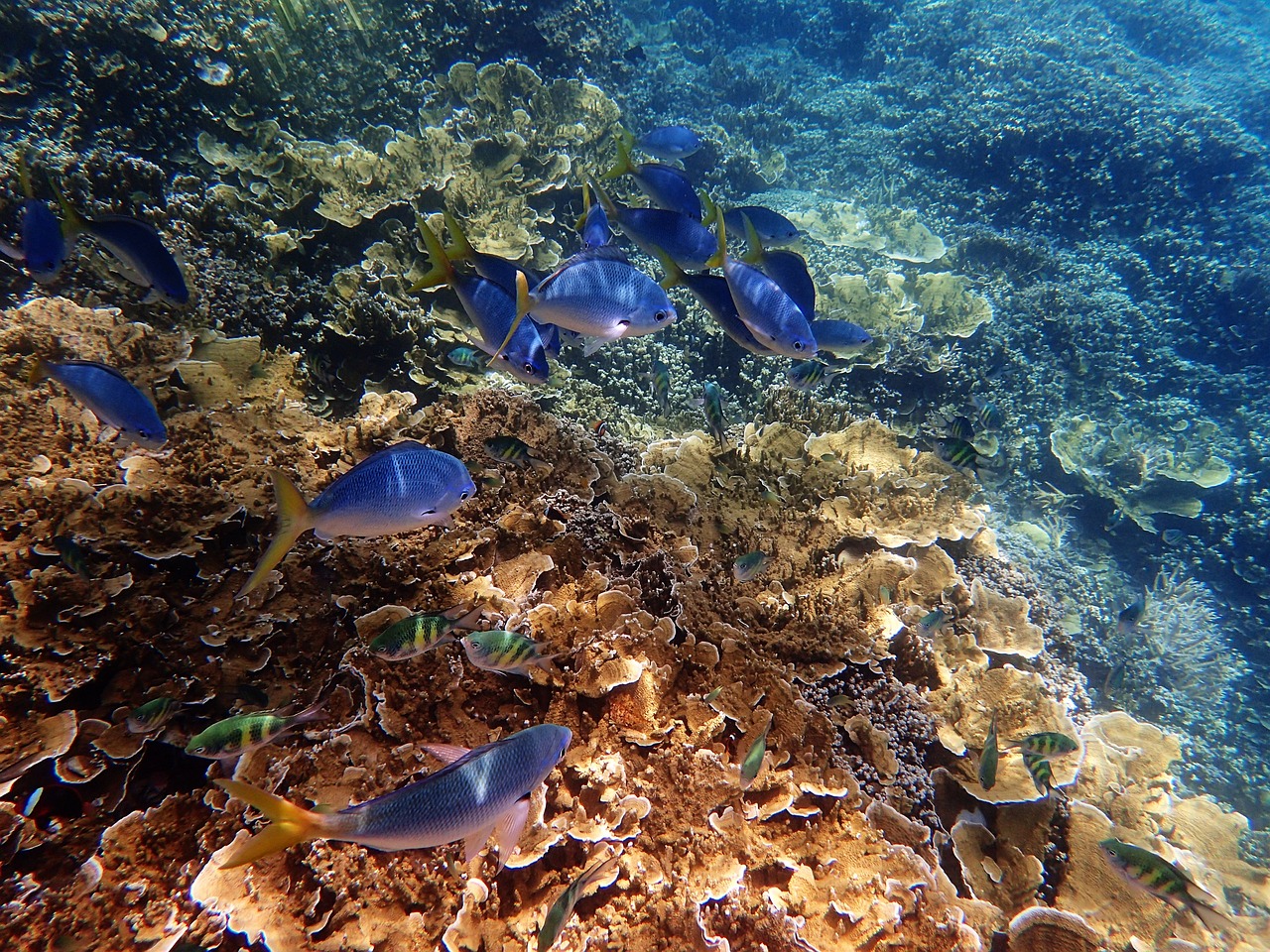 The Great Barrier Reef: Diving Into Natural Wonder