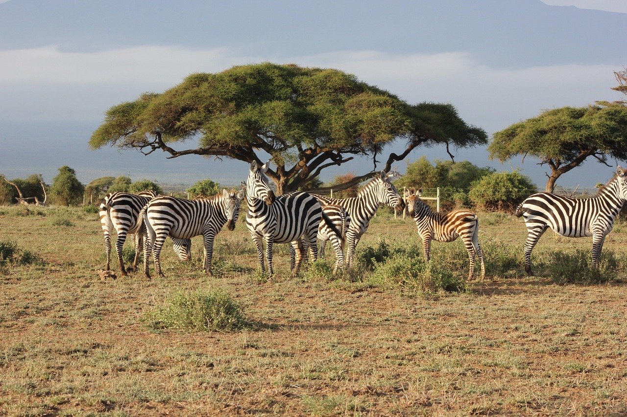 Wild Savannah Expedition