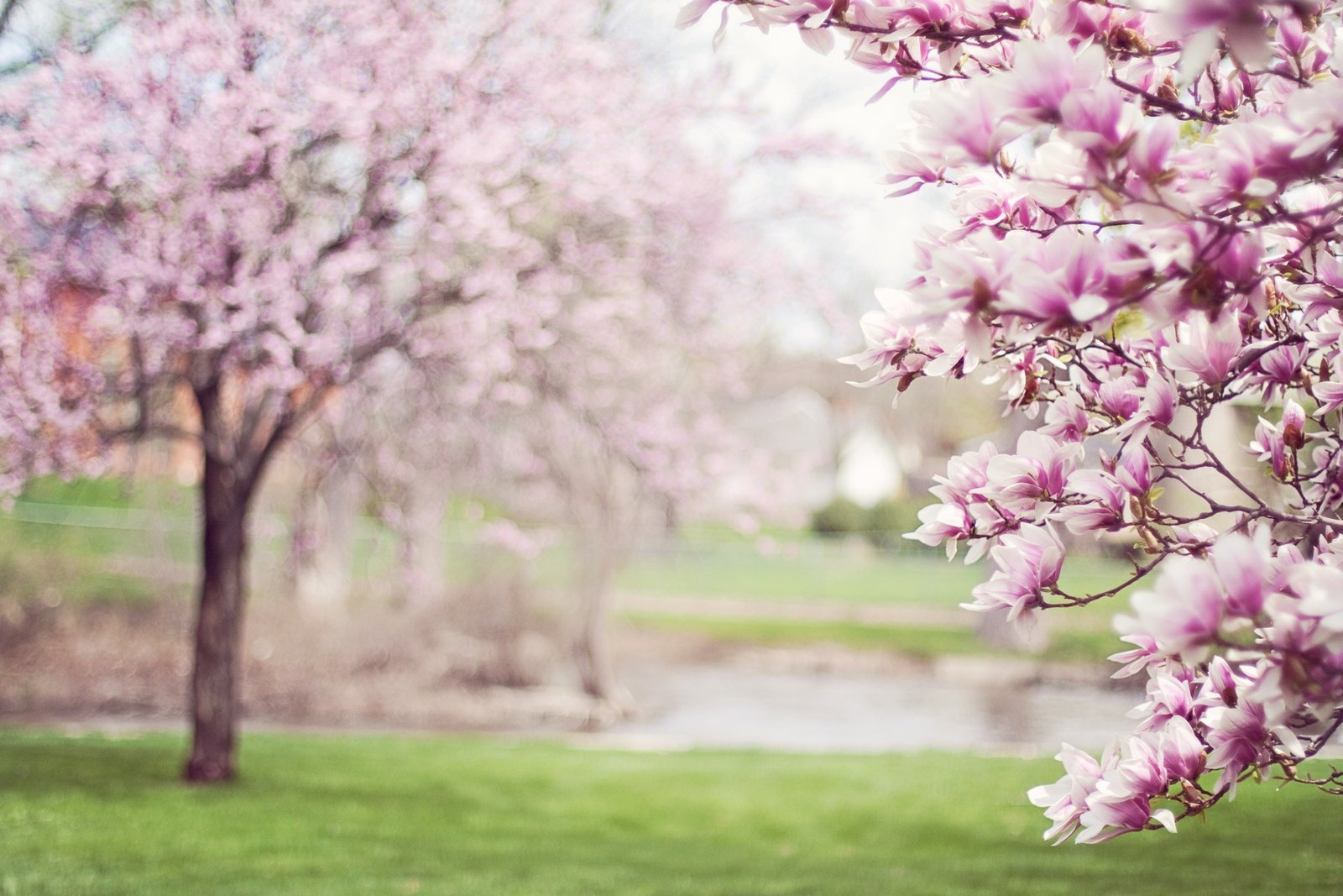 Cherry Blossom Discovery