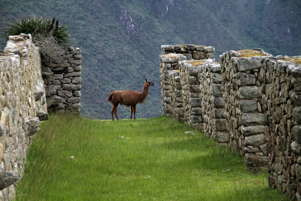 Machu Trail
